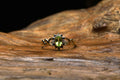 Vintage 9ct yellow gold ring featuring an oval peridot centre stone surrounded by a halo of round diamonds, set on a twisted gold band, resting on rustic wood